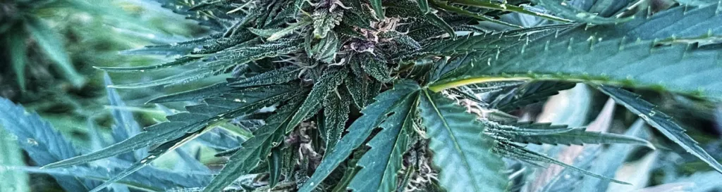 an image of cannabis leaves