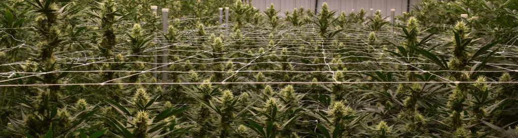 A picture of cannabis plants growing indoors.