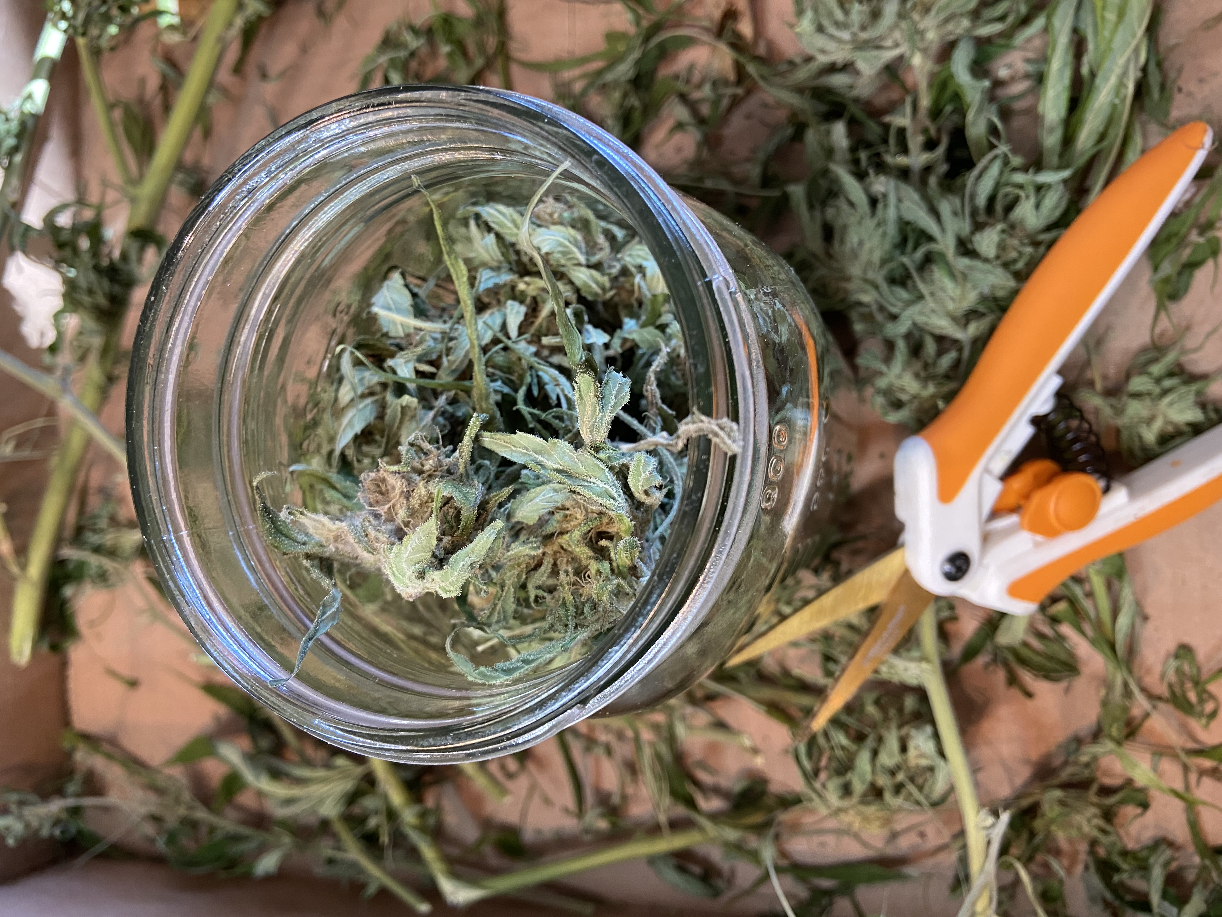 cannabis with scissors