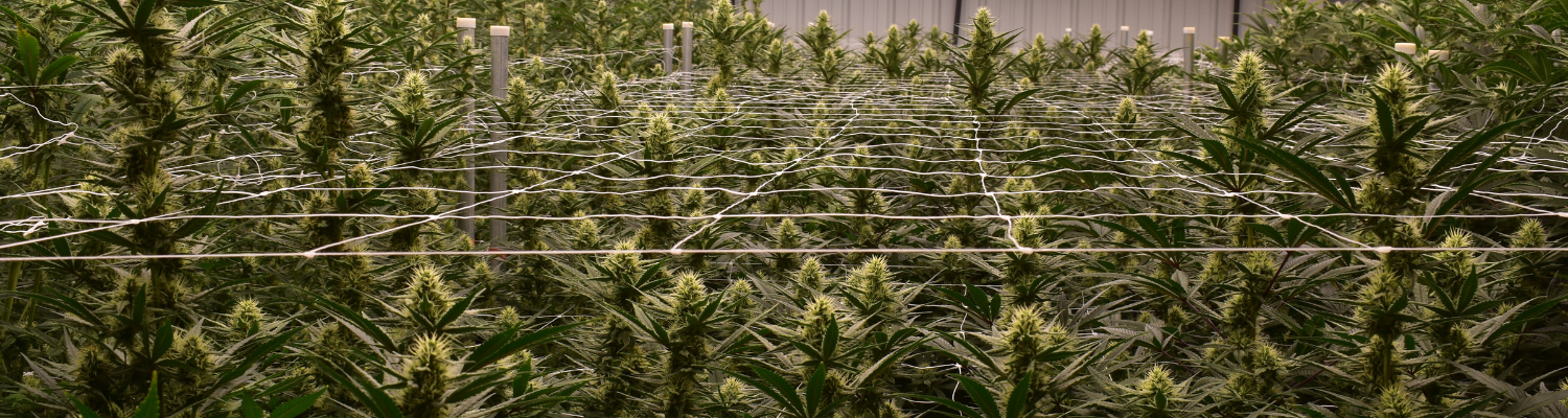 A picture of cannabis plants growing indoors.