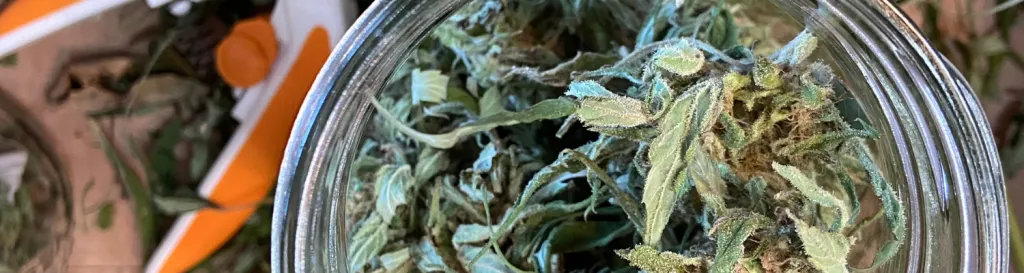 an image of cannabis being trimmed in a glass jar