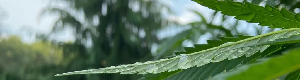 an image of raindrops on a cannabis leaf