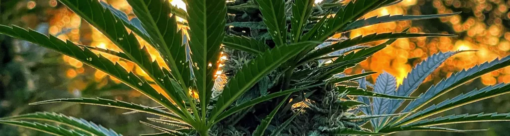 an image of cannabis at sunset