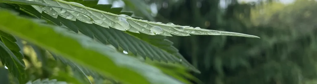 image of cannabis leaf with water drops on it
