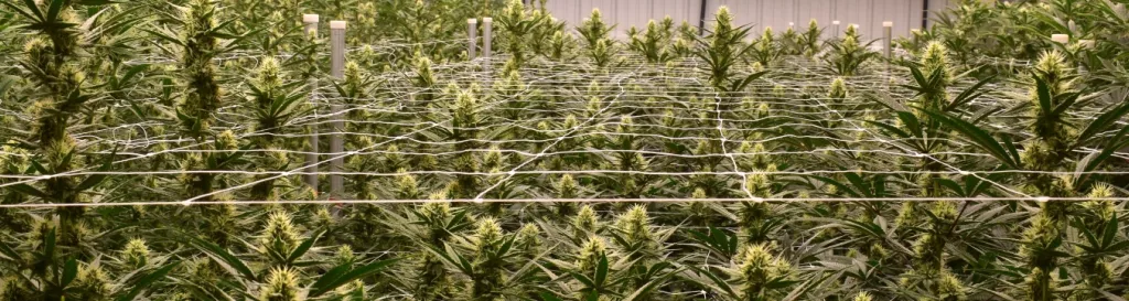A picture of cannabis plants growing indoors.